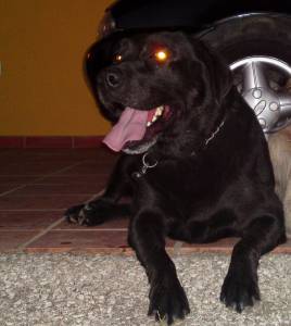 Labrador Retriever  LOP PEDIGREE