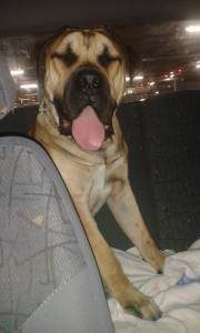 Boerboel Macho Jovem procura namorada