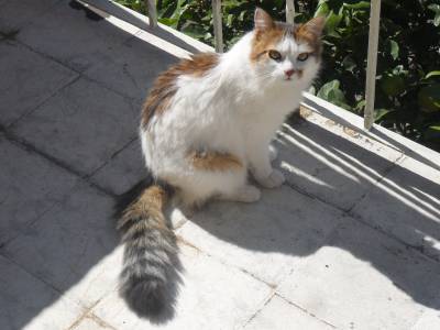 Gata procura-se