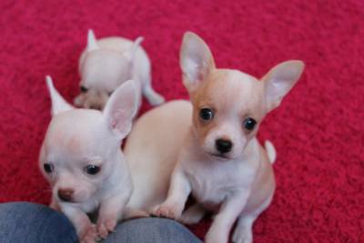 Chihuahuas micro disponíveis
