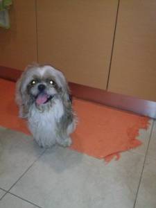 Shih Tzu Com Lop Procura namorada