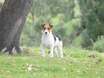 Ninhada Jack Russell Terrier