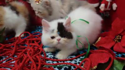 gatinhos persas itaquera