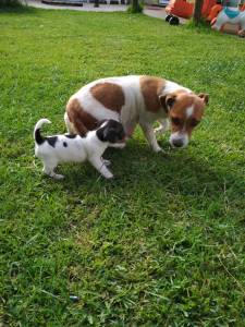 Jack Russel Terrier ninhada cachorros