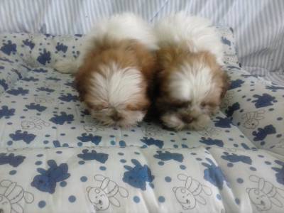 Lindas ninhadas de Shih tzu