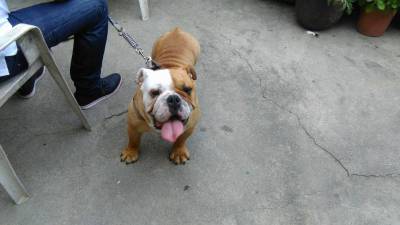 bulldog ingles para acasalamento experiente