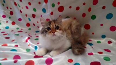 gatinhos persas itaquera
