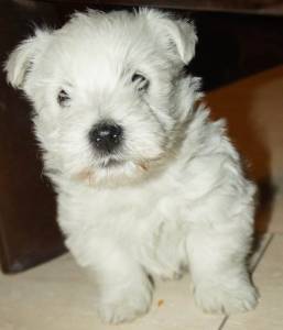 ltimo West Highland White Terrier