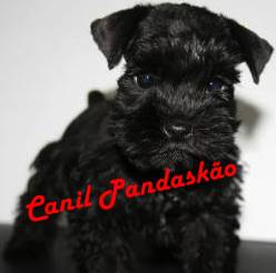 Canil Pandasko - Schnauzer Miniatura