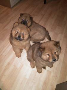 Perros Chow Chow