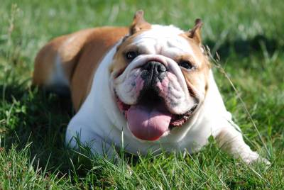 BULLDOG INGLES com LOP de 3 anos para acasalar