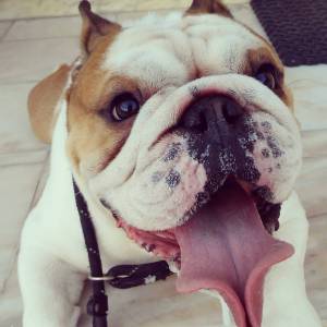 BULLDOG INGLES com LOP de 3 anos para acasalar