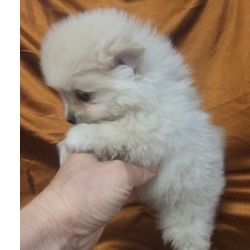 lulu da pomernia