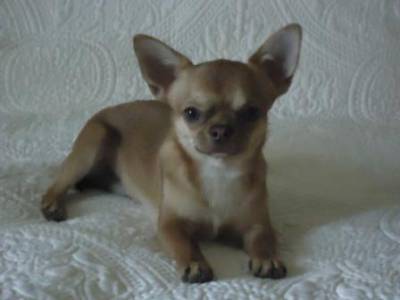 Chihuahua Persik