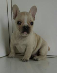 Lindos filhotes Bulldog Frances vrias ninhadas