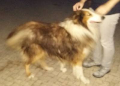 Cachorros Rough Collie Lassie