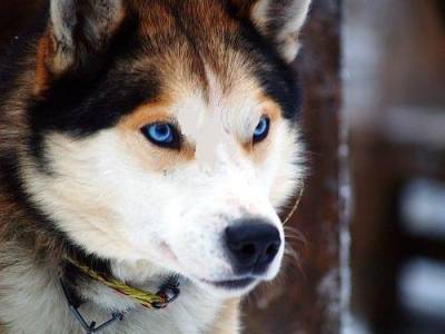 Adoto Husky Siberiano olhos azuis