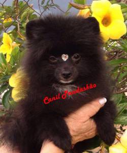 Canil Pandasko - Spitz Alemo