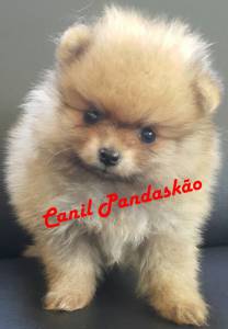 Canil Pandasko - Spitz Alemo