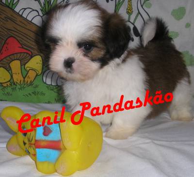 Canil Pandasko - Lhasa Apso