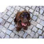 Cocker spaniel chocolate para montas