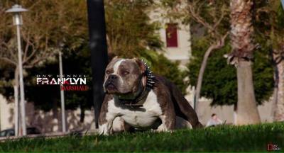 AMERICANBULLY pocket exotic