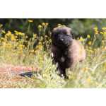 Cachorro Serra da Estrela com LOP e afixo