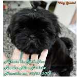 Shih-Tzu Preto Espetacular Canil Especializado