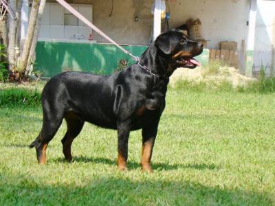 Rottweilers - As mais nobres e premiadas linhagens