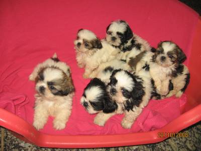 SHIH-TZU