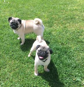 Pug