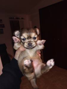 Chihuahua de plo comprido