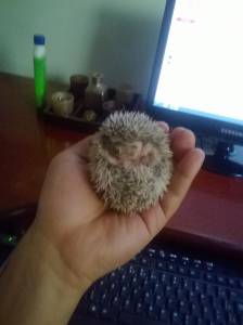 Hedgehog - GOIANIA BRASILIA