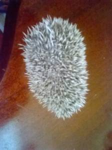 Hedgehog - GOIANIA BRASILIA