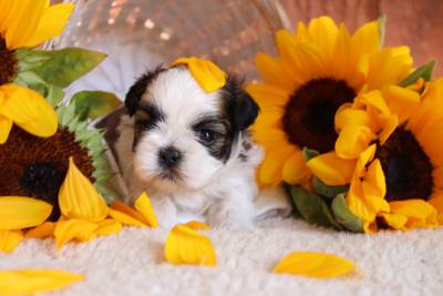 Shih Tzu
