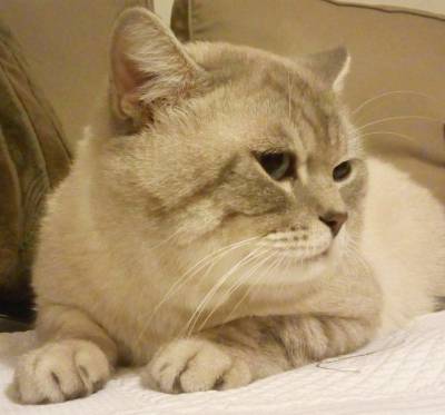 British Shorthair