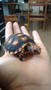 Filhote de tartaruga a venda em SP