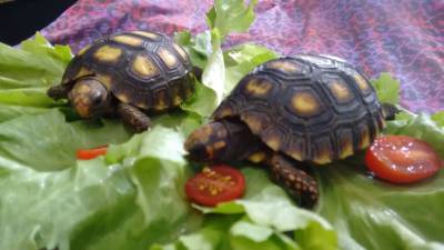 Filhote de tartaruga  de terra a venda em SP