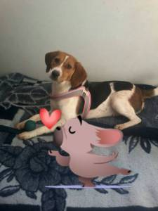 Beagle Femea para acasalar