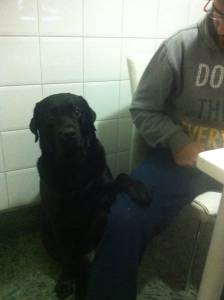 Labrador Preto quer acasalar