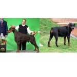 DOBERMANNS EUROPEUS - ADAMAS DEI KENNEL