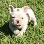 Bulldog frances a venda Canil especializado