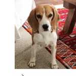 Beagle desaparecida CASCAIS