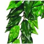 Decorao Para Terrrios Planta Ficus Small Exo Te