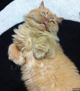 perdi o gato