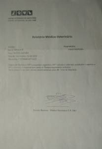 Pastor Alemo Disponvel para monta cruzamento aca