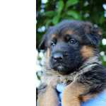 Pastor Alem�o gen�tica de campe�es