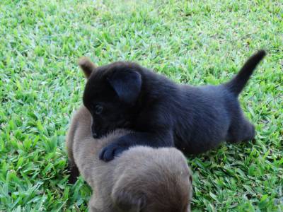 Labradores pretos para venda