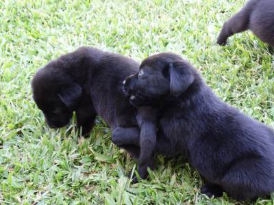 Labradores pretos para venda