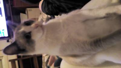 Procura se Gato jovem Siams